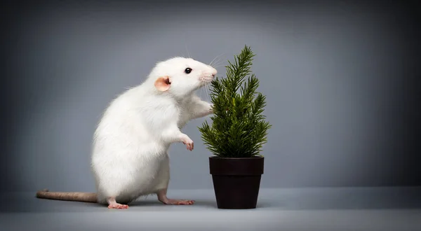 Rato Branco Árvore Natal Fundo Cinza — Fotografia de Stock