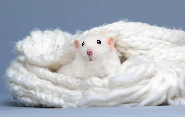 柔らかいふわふわの毛布の中の白いネズミ — ストック写真