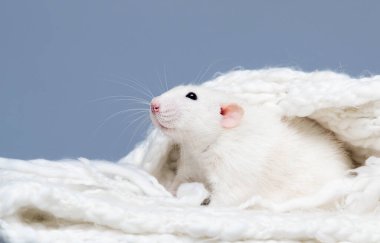 Yumuşak beyaz battaniyeli şirin fare.