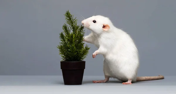 Rato Bonito Pequena Árvore — Fotografia de Stock
