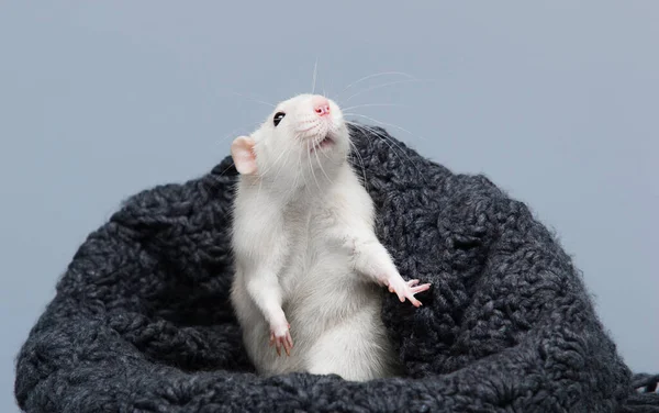 Mignon Rat Jette Coup Oeil Sur Une Couverture Tricotée — Photo