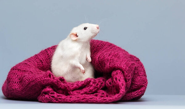 curious rat peeks out of a knitted blanket