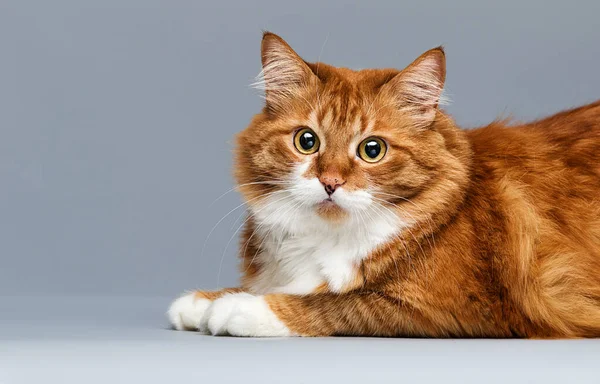 Zázvor Kočka Dívá Šedé Pozadí — Stock fotografie