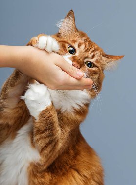 Açgözlü kedi gri arka planda yemek yiyor.