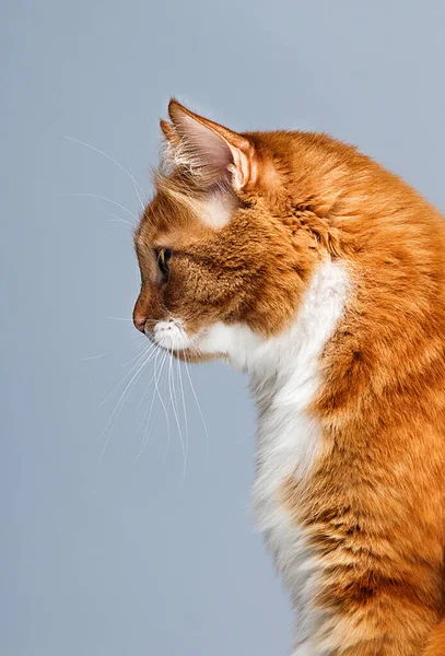 Profile Ginger Cat Gray Background — Stock Photo, Image