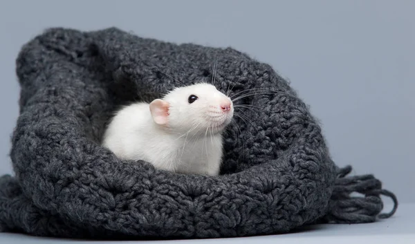 Eine Süße Ratte Die Nach Draußen Schaut — Stockfoto