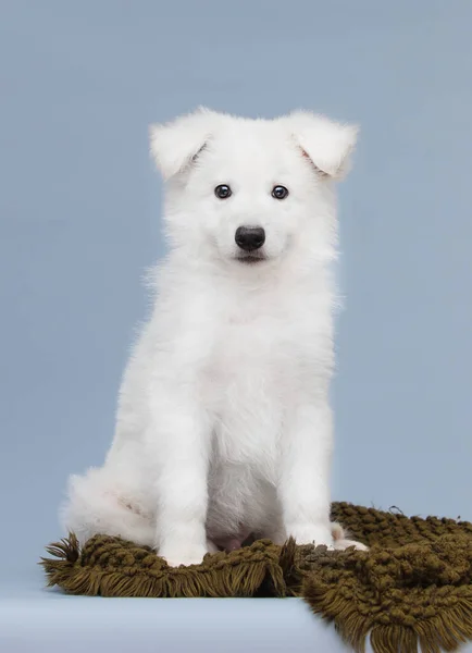 Szczeniak Biały Szwajcarski Pasterz Pies Siedzi Studio — Zdjęcie stockowe