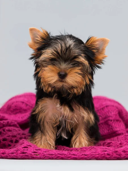 Yorkshire Terrier Szczeniak Kocu Wewnątrz — Zdjęcie stockowe