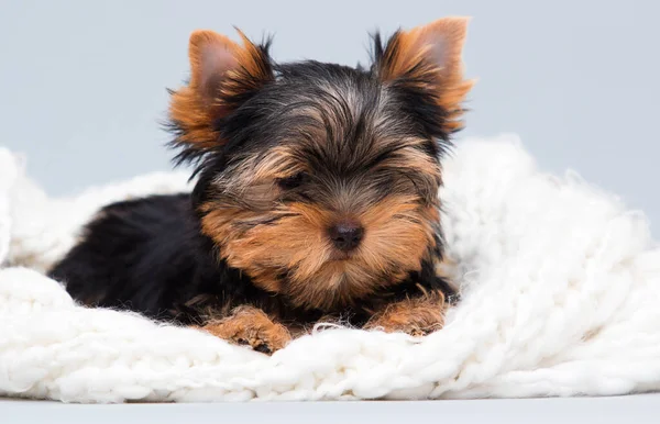 York Puppy White Blanket Indoors — Stock Photo, Image