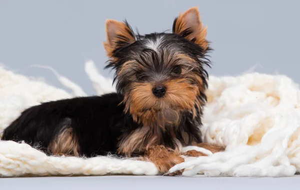 Lustiger Yorkshire Terrier Welpe Einer Decke Drinnen — Stockfoto