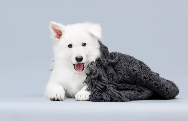 Witte Herder Puppy Met Tong Uit Studio Blauwe Achtergrond — Stockfoto