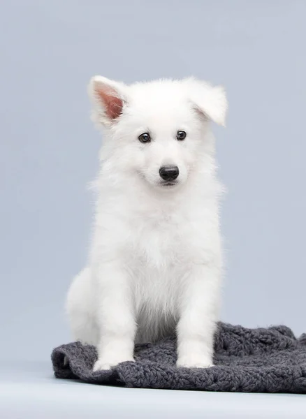 スタジオの白い羊飼いの子犬 — ストック写真