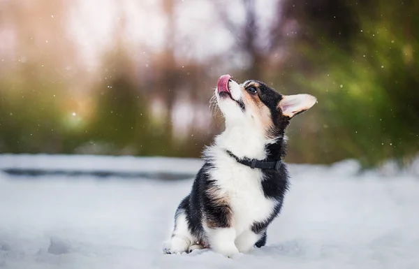 Cachorrinho Corgi Galês Inverno — Fotografia de Stock