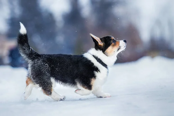 Welsh Corgi Puppy Walking Snow — Stock fotografie