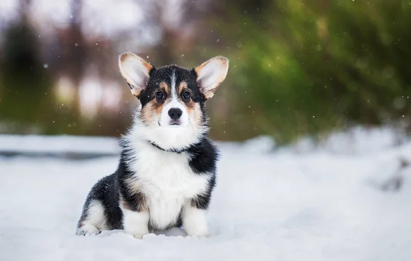 Štěně Zimě Welsh Corgi Plemeno — Stock fotografie