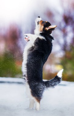 Köpek kışın arka ayakları üzerinde durur.