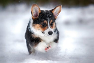 Karda koşan köpek Corgi Pembroke köpek yavrusu