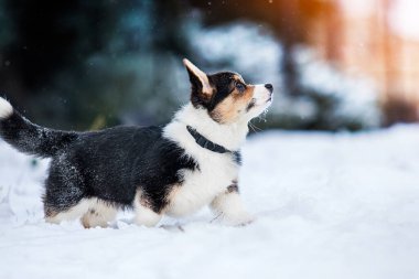 Karda koşan köpek Corgi Pembroke köpek yavrusu