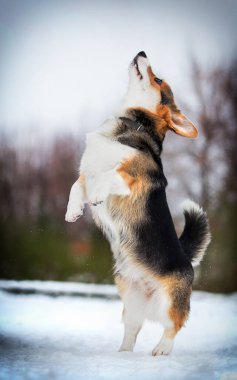 Kar üzerinde arka ayakları üzerinde köpek Corgi Pembroke cinsi