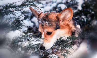 Kış köpeği üretimi Galler Corgi