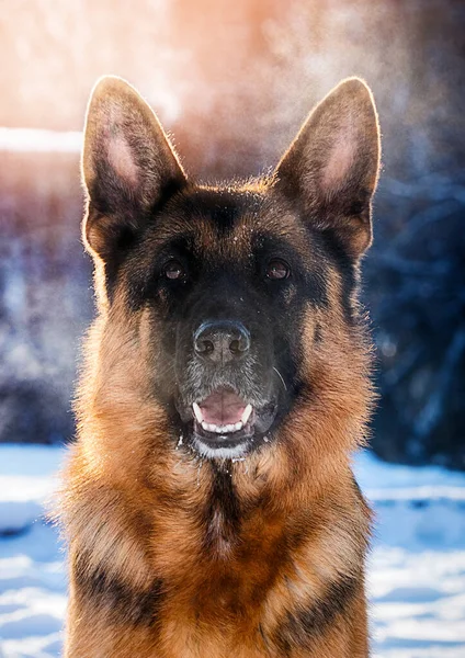 Hond Tegen Zon Winter — Stockfoto