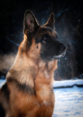 Kışın karda çoban köpeği.