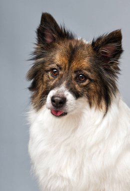 Tatlı köpek dilini gösteriyor ve ağzını açıyor.