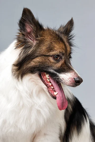 Pies Pokazuje Język Otwarte Usta — Zdjęcie stockowe