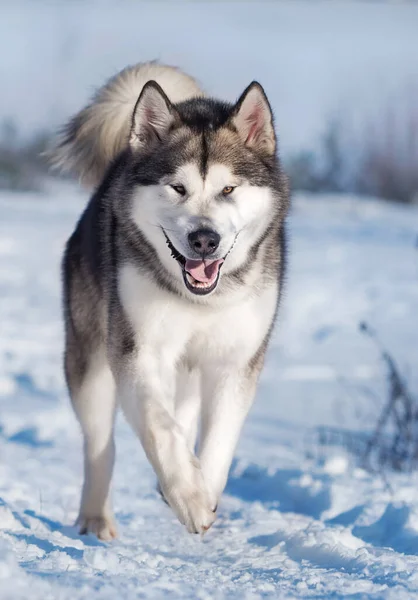 Alaskan Malamute Corre Sulla Neve Inverno — Foto Stock