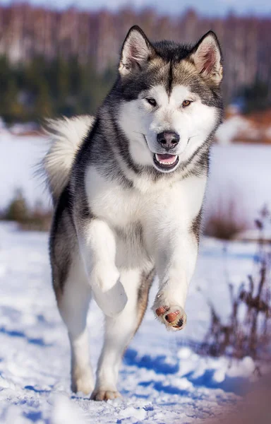 阿拉斯加人冬季在雪地里奔跑 — 图库照片