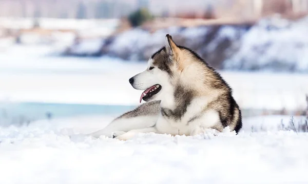凍った湖のほとりに冬の雪の中にアラスカン マラムート犬が横たわっています — ストック写真