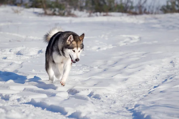 Malamute Pies Bawi Się Śniegu Zimie — Zdjęcie stockowe