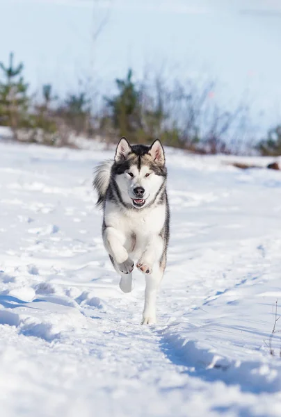 Perro Malamute Corriendo Nieve Invierno —  Fotos de Stock