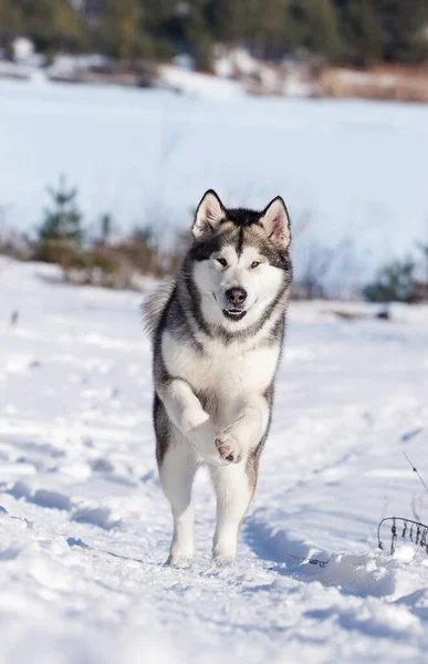 Cane Malamuto Che Corre Sulla Neve Inverno — Foto Stock