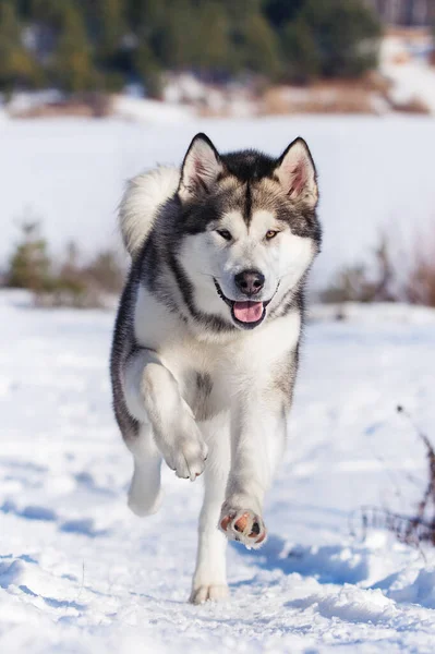 Malamute Σκυλί Τρέχει Στο Χιόνι Χειμώνα — Φωτογραφία Αρχείου