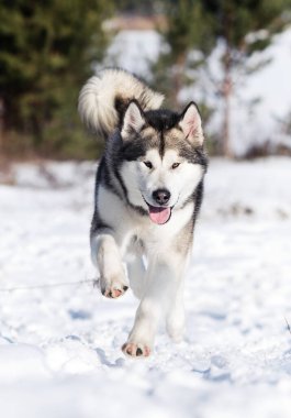 Kışın kameraya doğru koşan malamute köpeği.