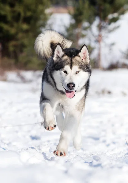 Malamute Σκυλί Τρέχει Χειμώνα Στην Κάμερα — Φωτογραφία Αρχείου