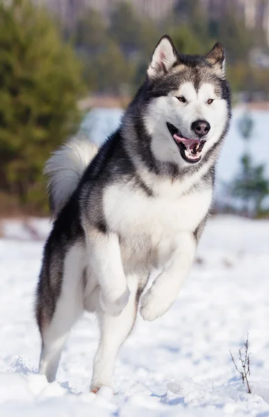 Cão Malamute Correndo Inverno — Fotografia de Stock