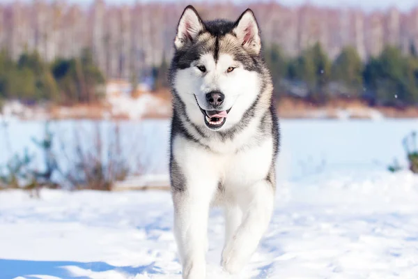 Malamute Σκυλί Τρέχει Χειμώνα — Φωτογραφία Αρχείου