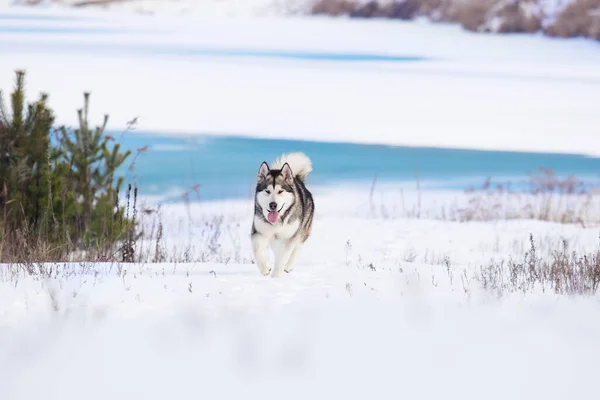 凍った冬の川のほとりに犬を飼い — ストック写真