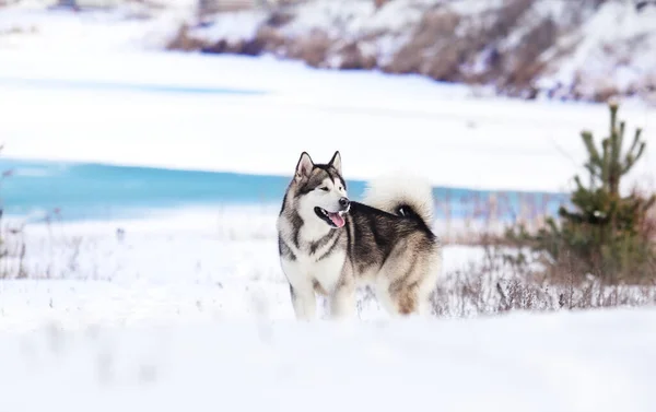 Cão Malamute Nas Margens Rio Inverno Congelado — Fotografia de Stock