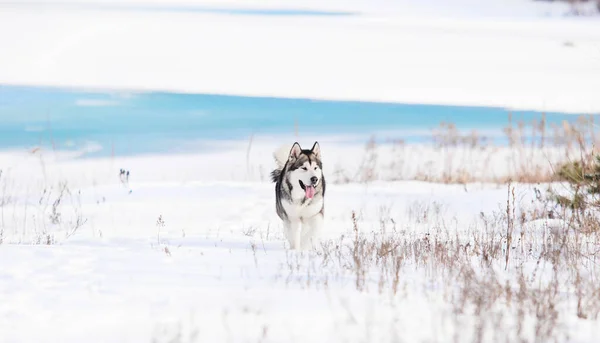 Malamute Σκυλί Στο Χειμερινό Ποτάμι — Φωτογραφία Αρχείου