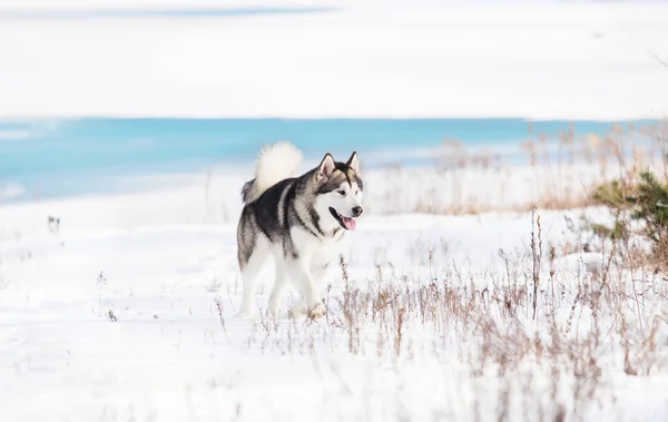 Αλάσκα Malamute Σκυλί Στο Χειμερινό Ποτάμι — Φωτογραφία Αρχείου