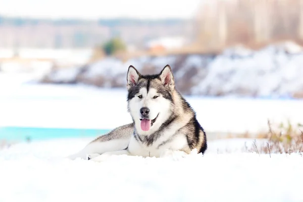 Alaskan Malamute Dog Lies Snow Winter Banks Snow Covered River — Stock Photo, Image