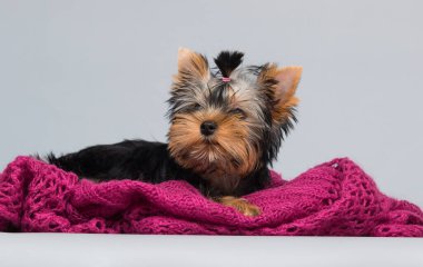 Köpek yavrusu Yorkshire Teriyeri pembe bir battaniyeye bakıyor.