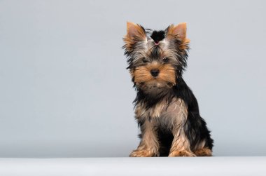 Yorkshire Terrier köpeği stüdyoda oturuyor.