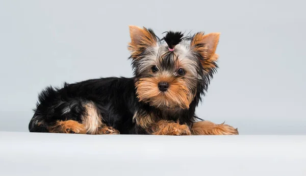 Yorkshire Terrier Welpe Schaut Auf Grauen Hintergrund — Stockfoto