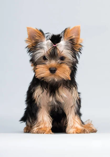 Yorkshire Terrier Welpe Schaut Auf Grauen Hintergrund — Stockfoto