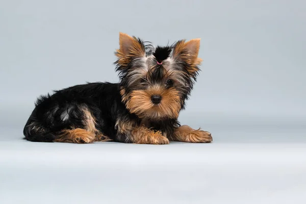 Yorkshire Terrier Welpe Schaut Auf Grauen Hintergrund — Stockfoto