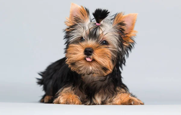 Yorkshire Terrier Welpe Schaut Auf Grauen Hintergrund — Stockfoto